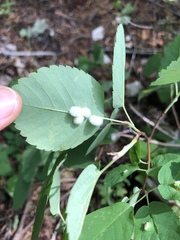 Blaesodiplosis canadensis