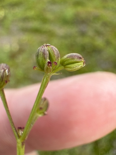 Image of Tauschia stricklandii by no rights reserved