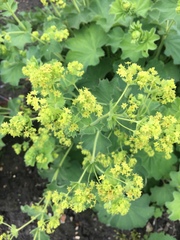 Alchemilla mollis