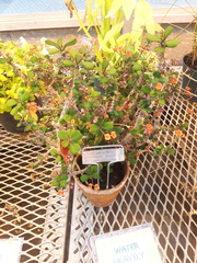 Euphorbia splendens