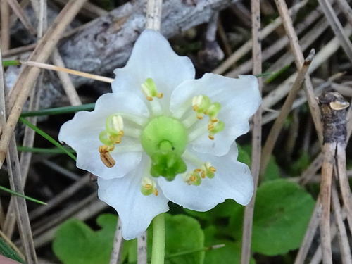 One-flowered Wintergreen