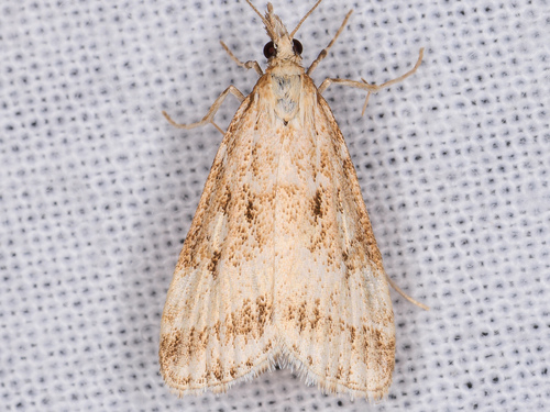 iNaturalist observation photo of Eudonia expallidalis