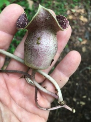 Hexastylis shuttleworthii