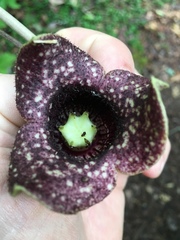 Hexastylis shuttleworthii