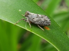 Thionia elliptica