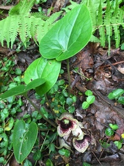 Hexastylis shuttleworthii