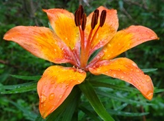 Lilium bulbiferum