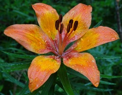 Lilium bulbiferum