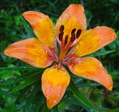Lilium bulbiferum