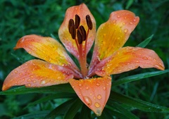 Lilium bulbiferum