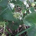 photo of Sedges (Cyperaceae)