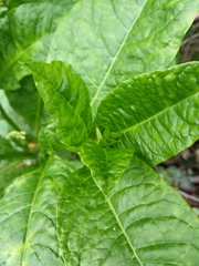 Phytolacca americana