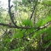 photo of Tamarack (Larix laricina)