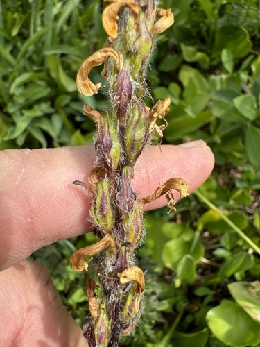 Image of Mount Rainier Lousewort (Pedicularis rainierensis) by no rights reserved