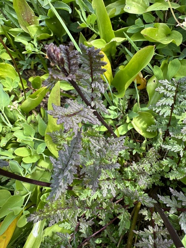 Image of Mount Rainier Lousewort (Pedicularis rainierensis) by no rights reserved
