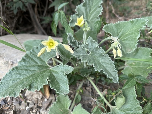 Divlji krastavac (Ecballium elaterium)