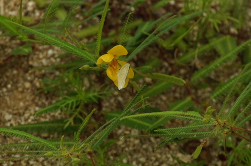 Mariposa Amarilla Barrada