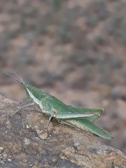 Pyrgomorpha
