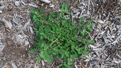 Chenopodium album