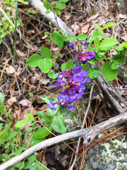 Penstemon pruinosus