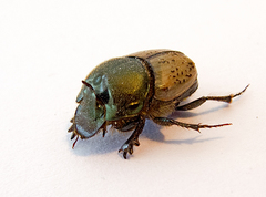 Onthophagus coenobita