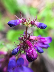 Penstemon pruinosus