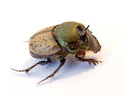 Onthophagus coenobita