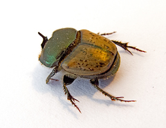 Onthophagus coenobita