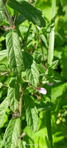 Image of Teucrium scordium by no rights reserved