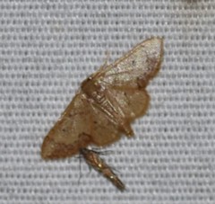 Idaea kendallaria