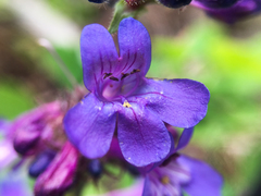 Penstemon pruinosus