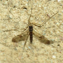 Macrocera