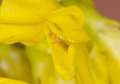 Frankliniella