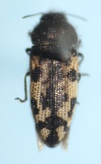 Acmaeodera diffusa