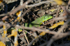 Lacerta trilineata