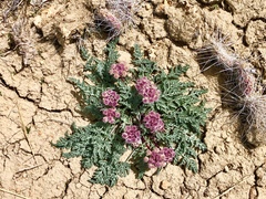 Cymopterus