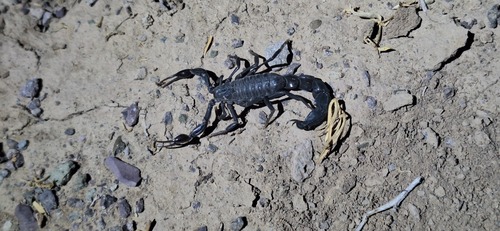 Photo of Iranian Fat-tailed Scorpion (Androctonus crassicauda)
