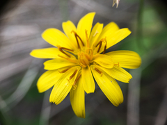 Crepis atribarba