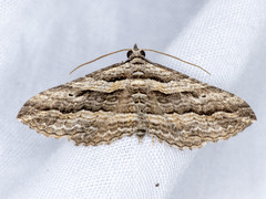Chrysolarentia severata