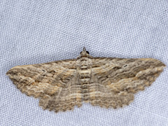 Chrysolarentia severata