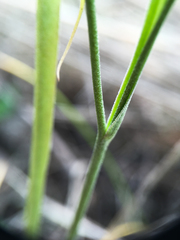 Crepis atribarba