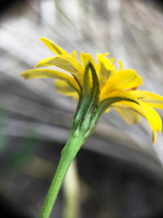 Crepis atribarba