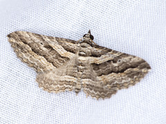 Chrysolarentia severata