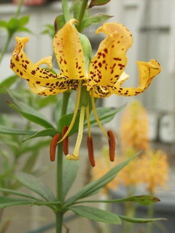 Pot-of-Gold Lily (E.O. Wilson Biophilia Center) · iNaturalist NZ
