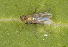 Diaphorinae