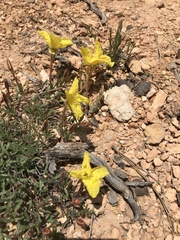 Oenothera lavandulifolia