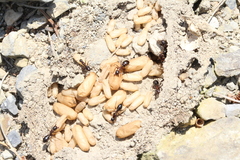 Camponotus sylvaticus