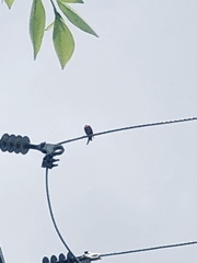 Haemorhous mexicanus