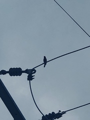 Haemorhous mexicanus