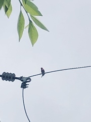 Haemorhous mexicanus